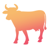 Cows